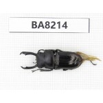 Dorcus sp. China, Yunnan, Dehong, Yingjiang county. 1M. BA8214.