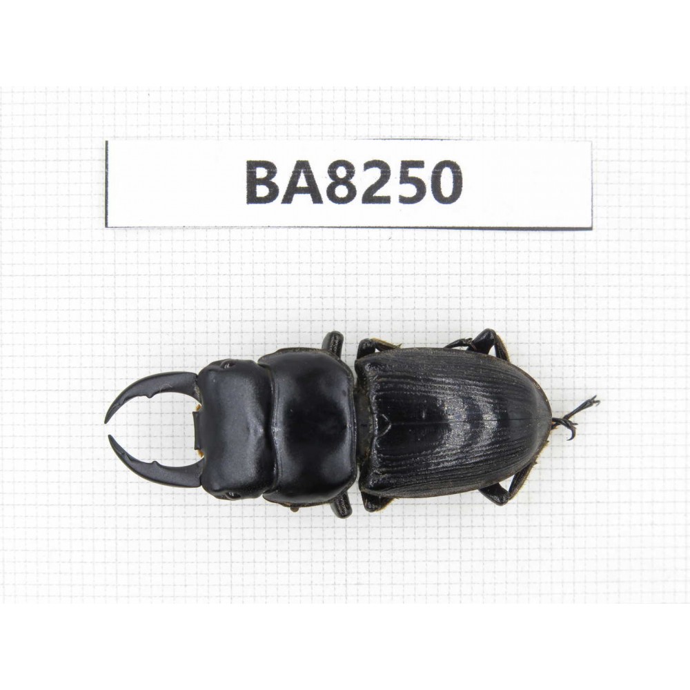 Dorcus sp. Myanmar, Kechin, Nanse. 1M. BA8250.