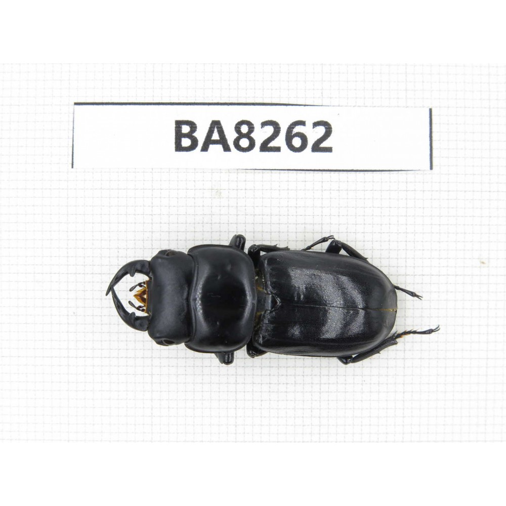 Dorcus sp. China, Sichuan, Baoxing county. 1M. BA8262.