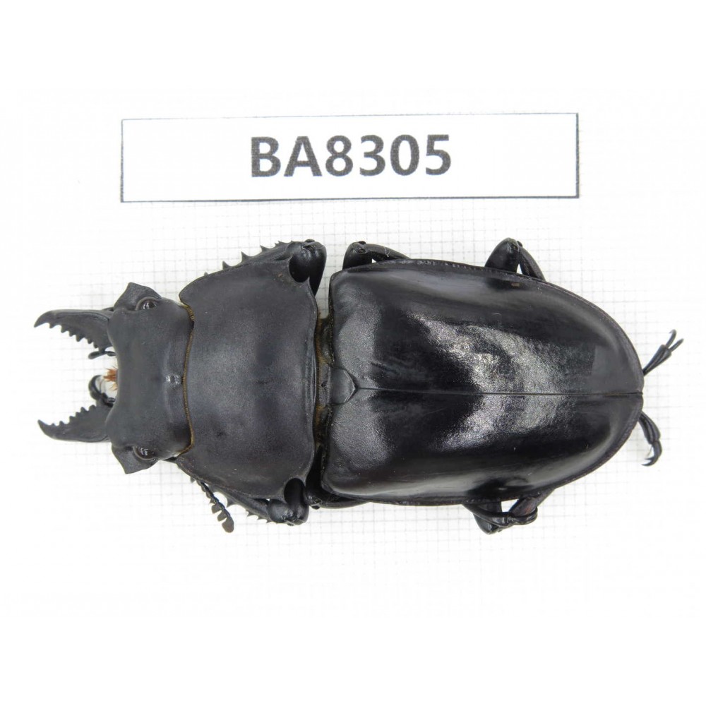 Neolucanus sp. China, Guizhou, Qiandongnan, Mt.Leigongshan. 1M. BA8305.