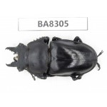 Neolucanus sp. China, Guizhou, Qiandongnan, Mt.Leigongshan. 1M. BA8305.