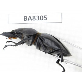 Neolucanus sp. China, Guizhou, Qiandongnan, Mt.Leigongshan. 1M. BA8305.