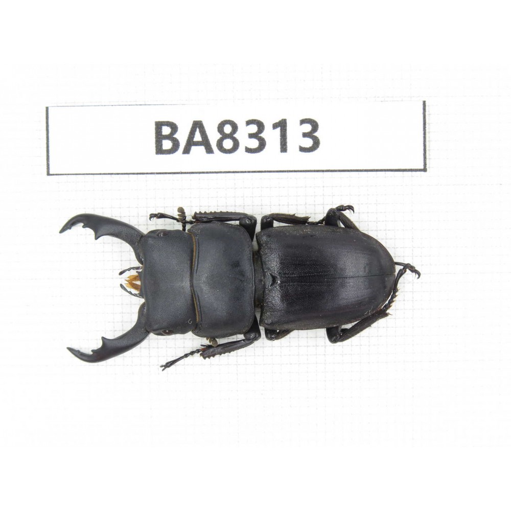 Dorcus sp. China, Guizhou, Qiandongnan, Mt.Leigongshan. 1M. BA8313.