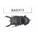Dorcus sp. China, Guizhou, Qiandongnan, Mt.Leigongshan. 1M. BA8313.