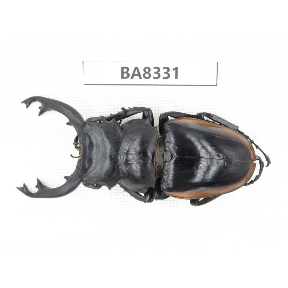 Odontolabis cuvera ssp. China, Guizhou, Qiandongnan, Mt.Leigongshan. 1M. BA8331.