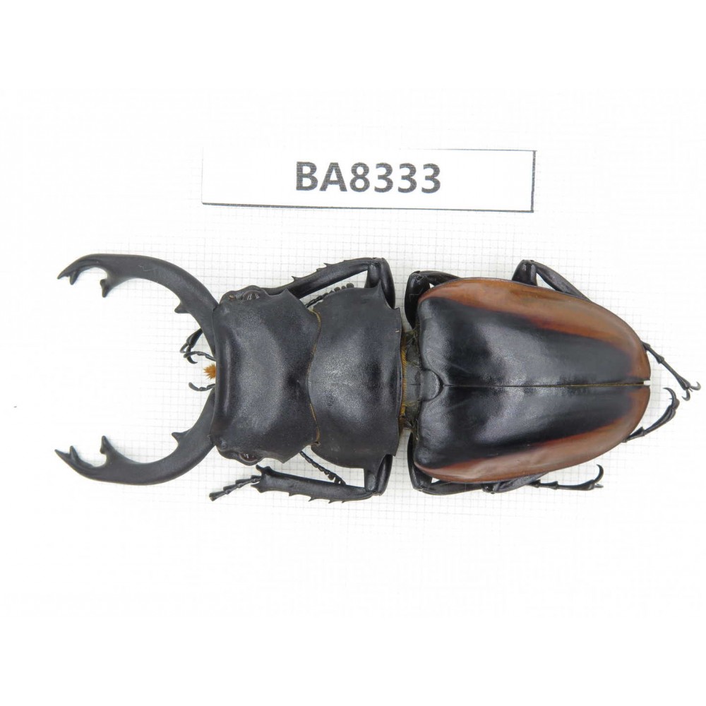 Odontolabis cuvera ssp. China, Guizhou, Qiandongnan, Mt.Leigongshan. 1M. BA8333.