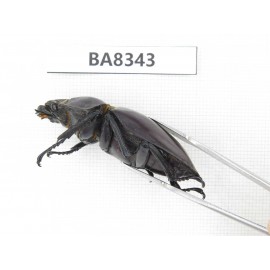 Neolucanus sp. China, Guizhou, Qiandongnan, Taijiang county. 1P. BA8343.