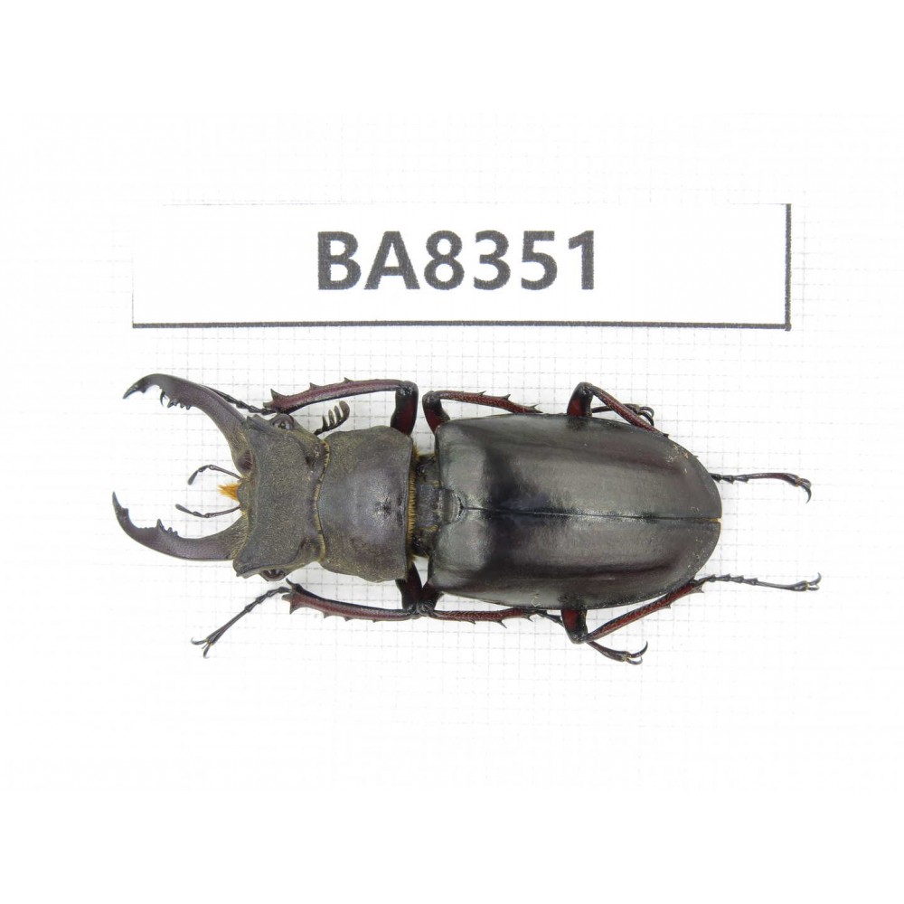 Lucanus sp. Myanmar, Kechin, Nanse. 1M. BA8351.