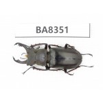 Lucanus sp. Myanmar, Kechin, Nanse. 1M. BA8351.