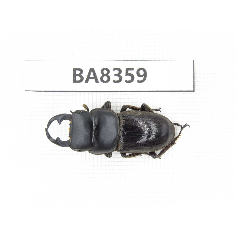 Dorcus sp. Myanmar, Kechin, Nanse. 1M. BA8359.