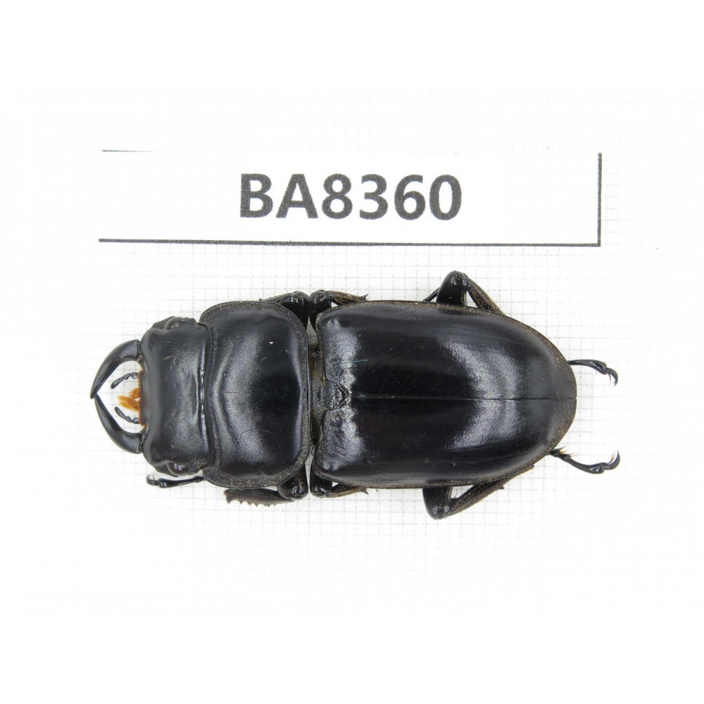 Dorcus sp. Myanmar, Kechin, Nanse. 1M. BA8360.