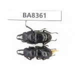 Dorcus sp. Myanmar, Kechin, Nanse. 2M. BA8361.