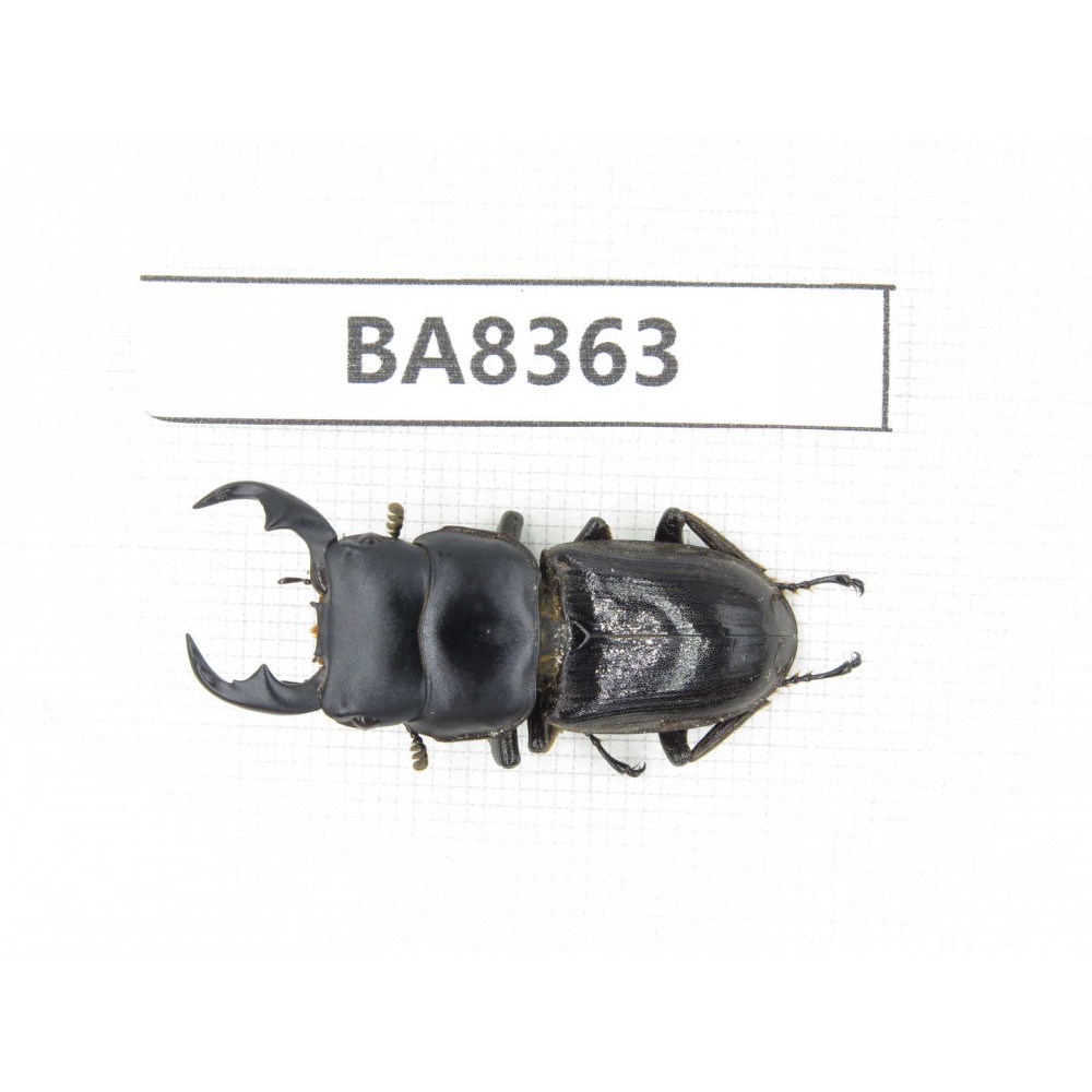 Dorcus sp. Myanmar, Kechin, Nanse. 1M. BA8363.