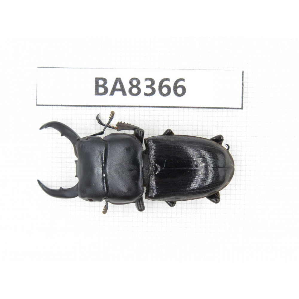 Dorcus sp. Myanmar, Kechin, Nanse. 1M. BA8366.
