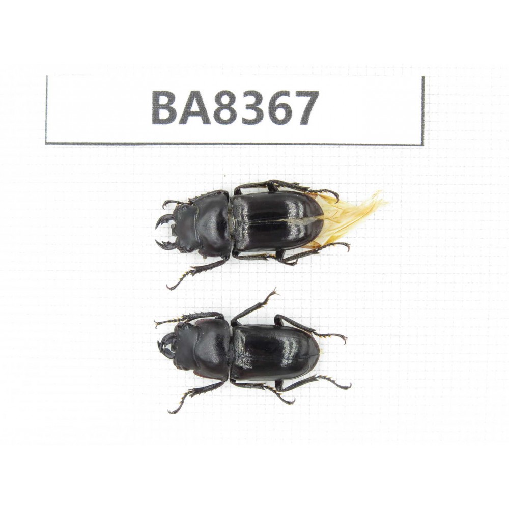 Dorcus sp. Myanmar, Kechin, Nanse. 2M. BA8367.