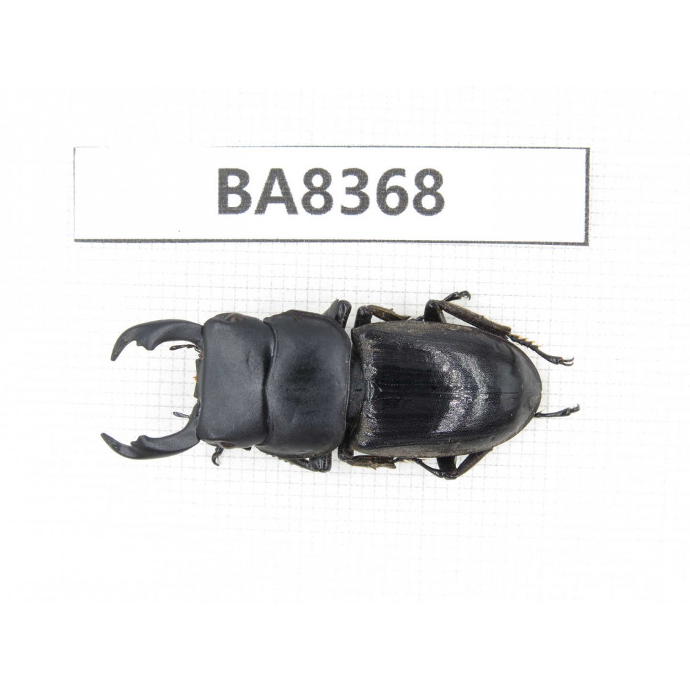 Dorcus sp. Myanmar, Kechin, Nanse. 1M. BA8368.