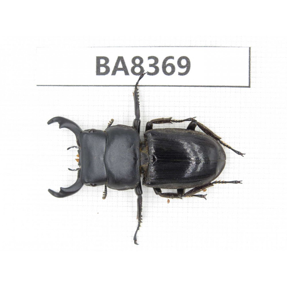 Dorcus sp. Myanmar, Kechin, Nanse. 1M. BA8369.