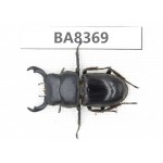 Dorcus sp. Myanmar, Kechin, Nanse. 1M. BA8369.