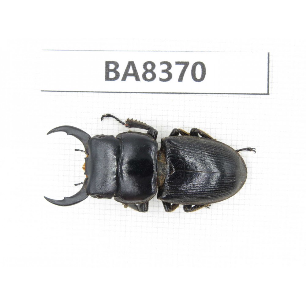 Dorcus sp. Myanmar, Kechin, Nanse. 1M. BA8370.