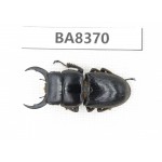 Dorcus sp. Myanmar, Kechin, Nanse. 1M. BA8370.