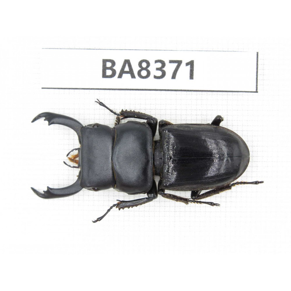 Dorcus sp. Myanmar, Kechin, Nanse. 1M. BA8371.