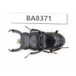 Dorcus sp. Myanmar, Kechin, Nanse. 1M. BA8371.