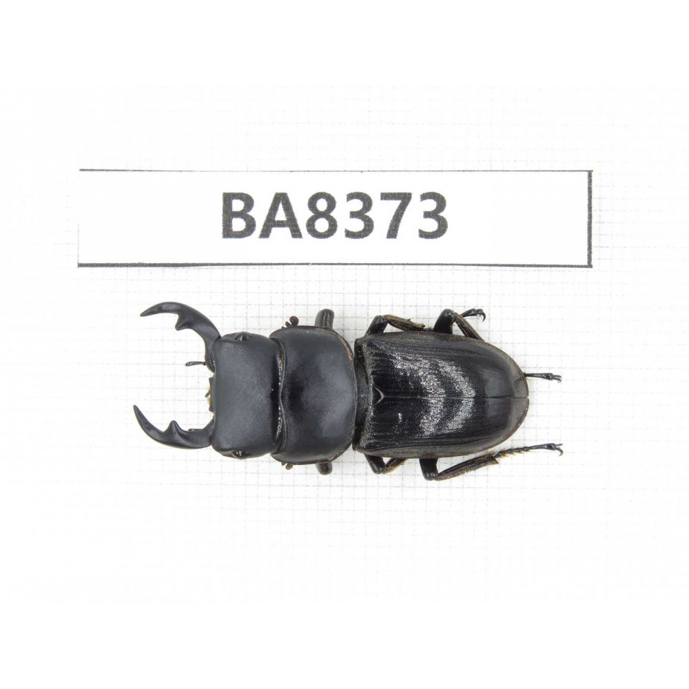 Dorcus sp. Myanmar, Kechin, Nanse. 1M. BA8373.