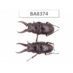 Prosopocoilus sp. Myanmar, Kechin, Nanse. 2M. BA8374.
