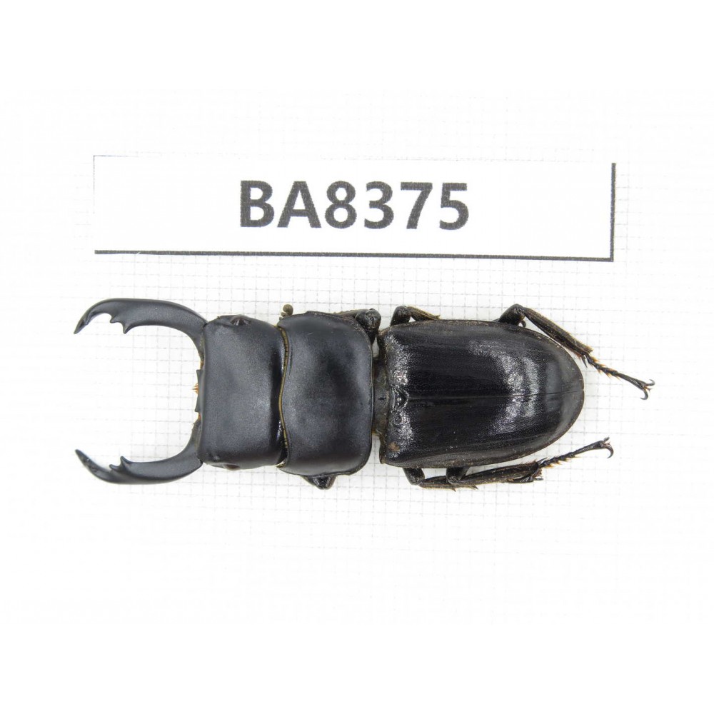 Dorcus sp. Myanmar, Kechin, Nanse. 1M. BA8375.