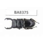 Dorcus sp. Myanmar, Kechin, Nanse. 1M. BA8375.