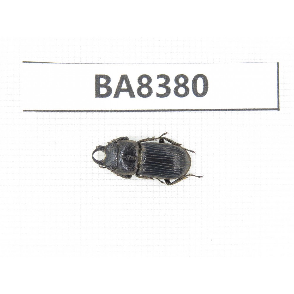 Dorcus sp. Myanmar, Kechin, Nanse. 1M. BA8380.