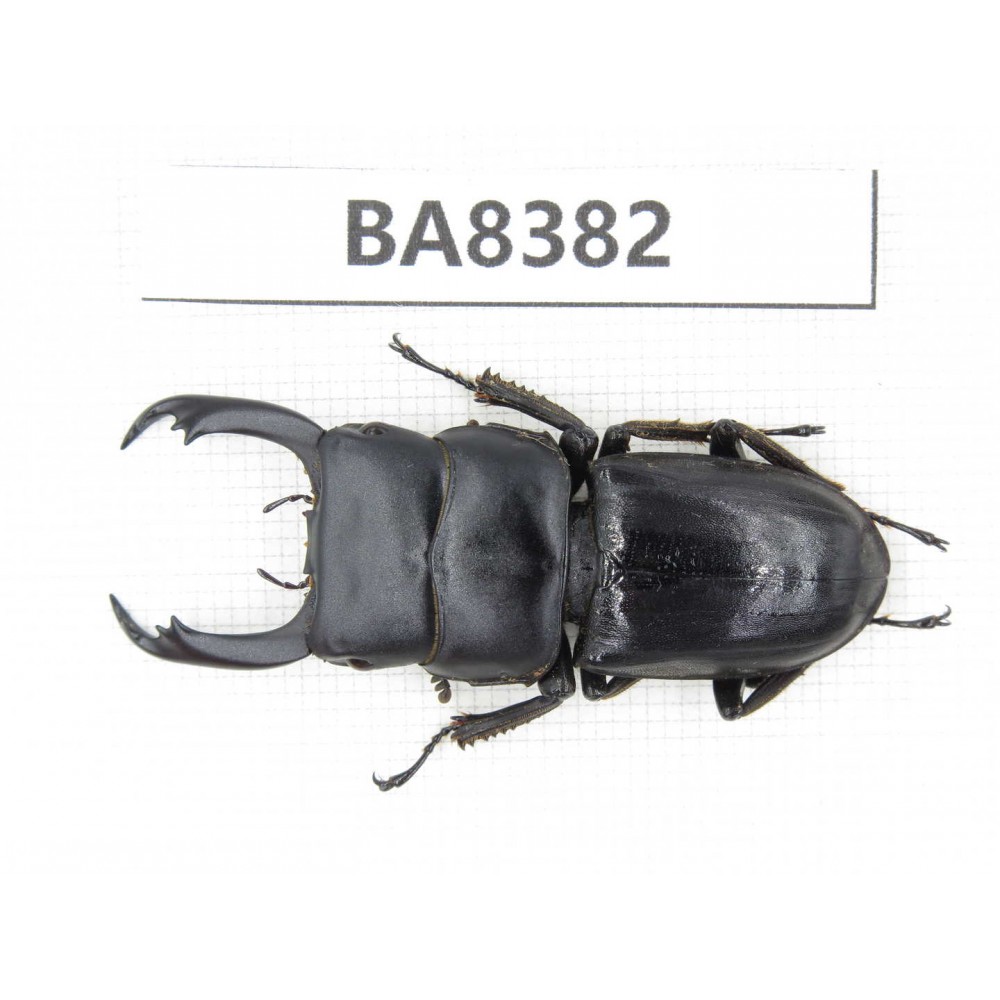 Dorcus sp. Myanmar, Kechin, Nanse. 1M. BA8382.