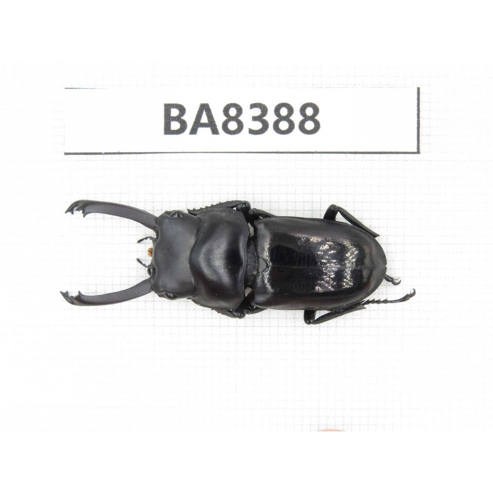 Dorcus sp. Myanmar, Kechin, Nanse. 1M. BA8388.