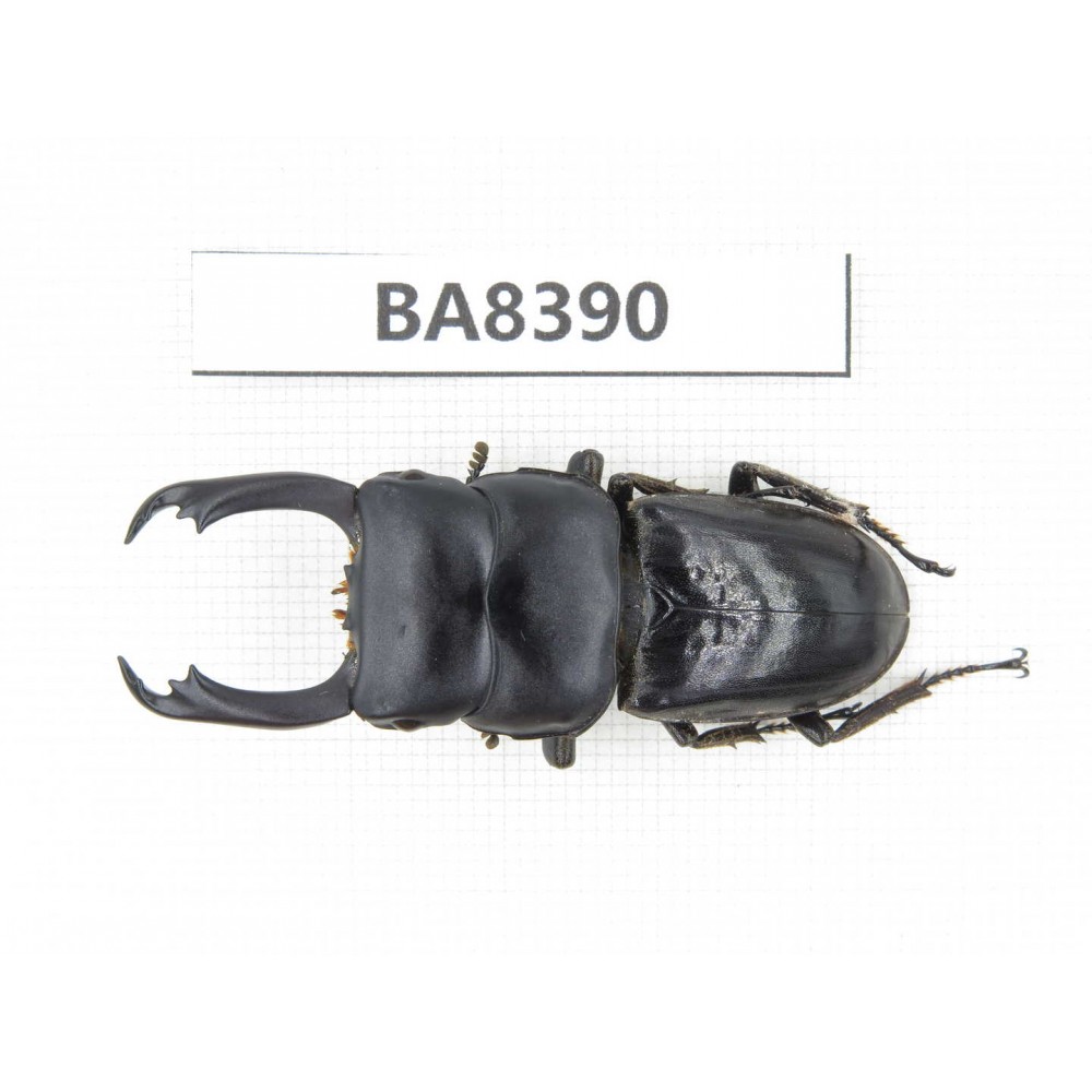 Dorcus sp. Myanmar, Kechin, Nanse. 1M. BA8390.