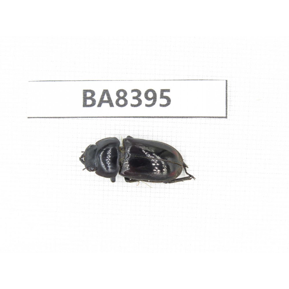 Dorcus sp. Myanmar, Kechin, Nanse. 1F. BA8395.