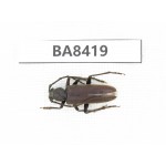 Cerambycidae sp. China, Tibet, Linzhi, Bomi county. 1Pcs. BA8419.