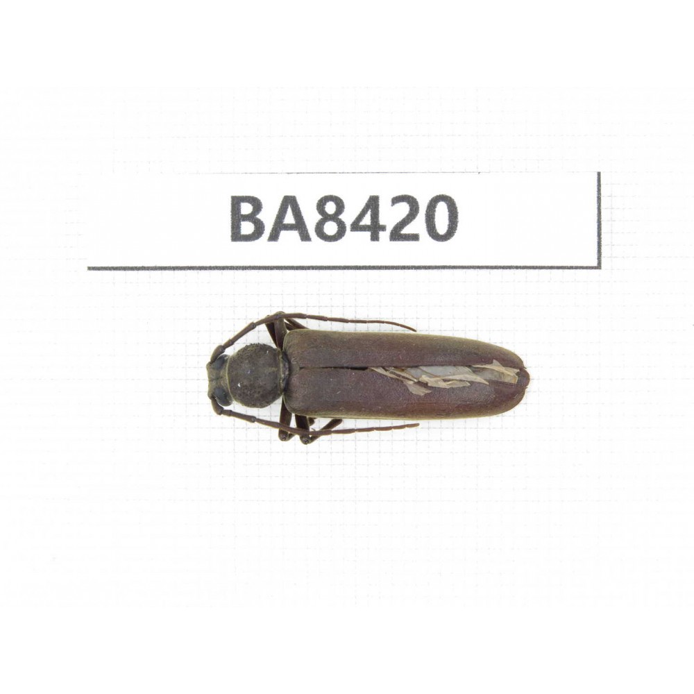 Cerambycidae sp. China, Tibet, Linzhi, Bomi county. 1Pcs. BA8420.
