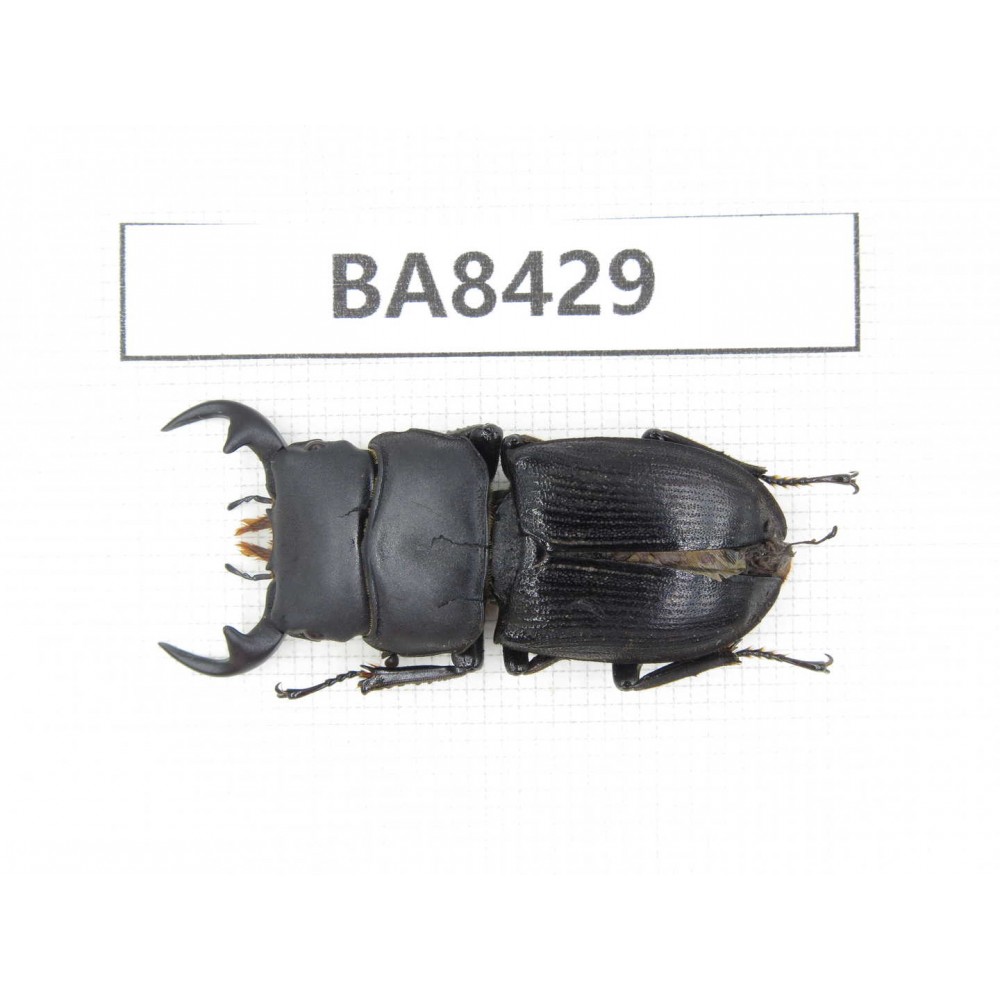 Dorcus sp. China, Yunnan, Baoshan, Tengchong. 1M. BA8429.