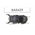 Dorcus sp. China, Yunnan, Baoshan, Tengchong. 1M. BA8429.