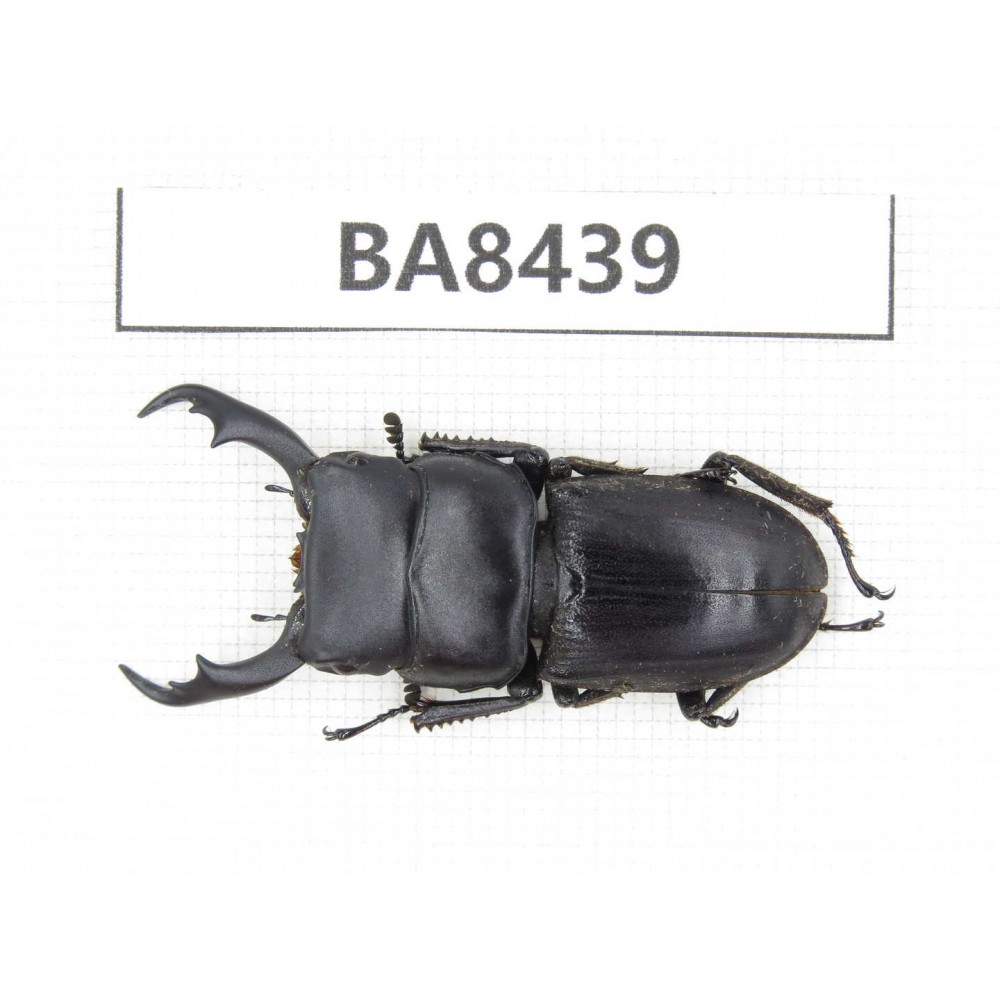 Dorcus sp. China, Yunnan, Dehong, Yingjiang county. 1M. BA8439.