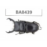 Dorcus sp. China, Yunnan, Dehong, Yingjiang county. 1M. BA8439.