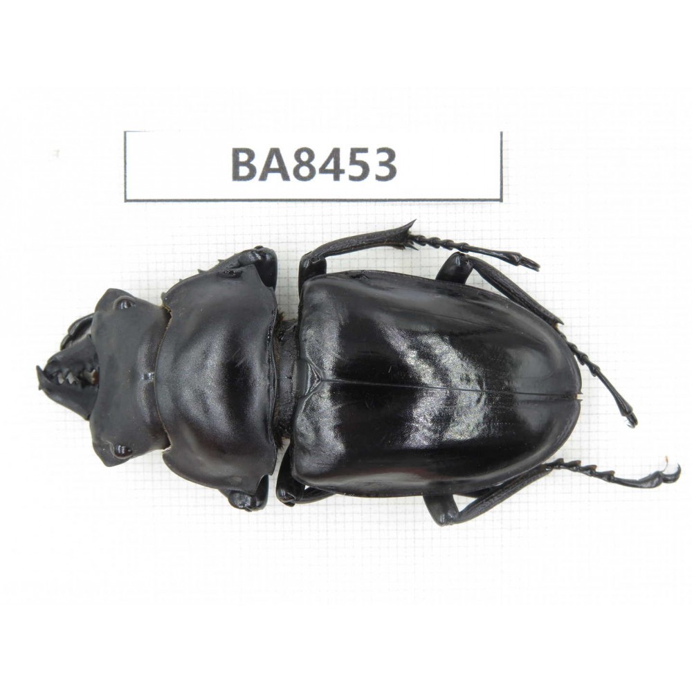 Neolucanus sp. China, Yunnan, Honghe, Jinping county. 1M. BA8453.