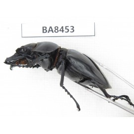 Neolucanus sp. China, Yunnan, Honghe, Jinping county. 1M. BA8453.