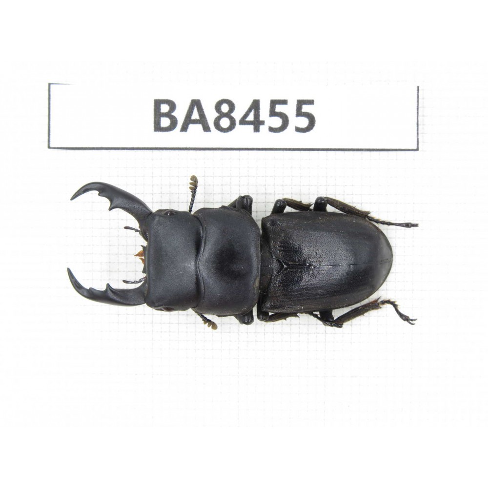Dorcus sp. China, Yunnan, Honghe, Jinping county. 1M. BA8455.