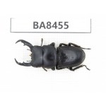 Dorcus sp. China, Yunnan, Honghe, Jinping county. 1M. BA8455.