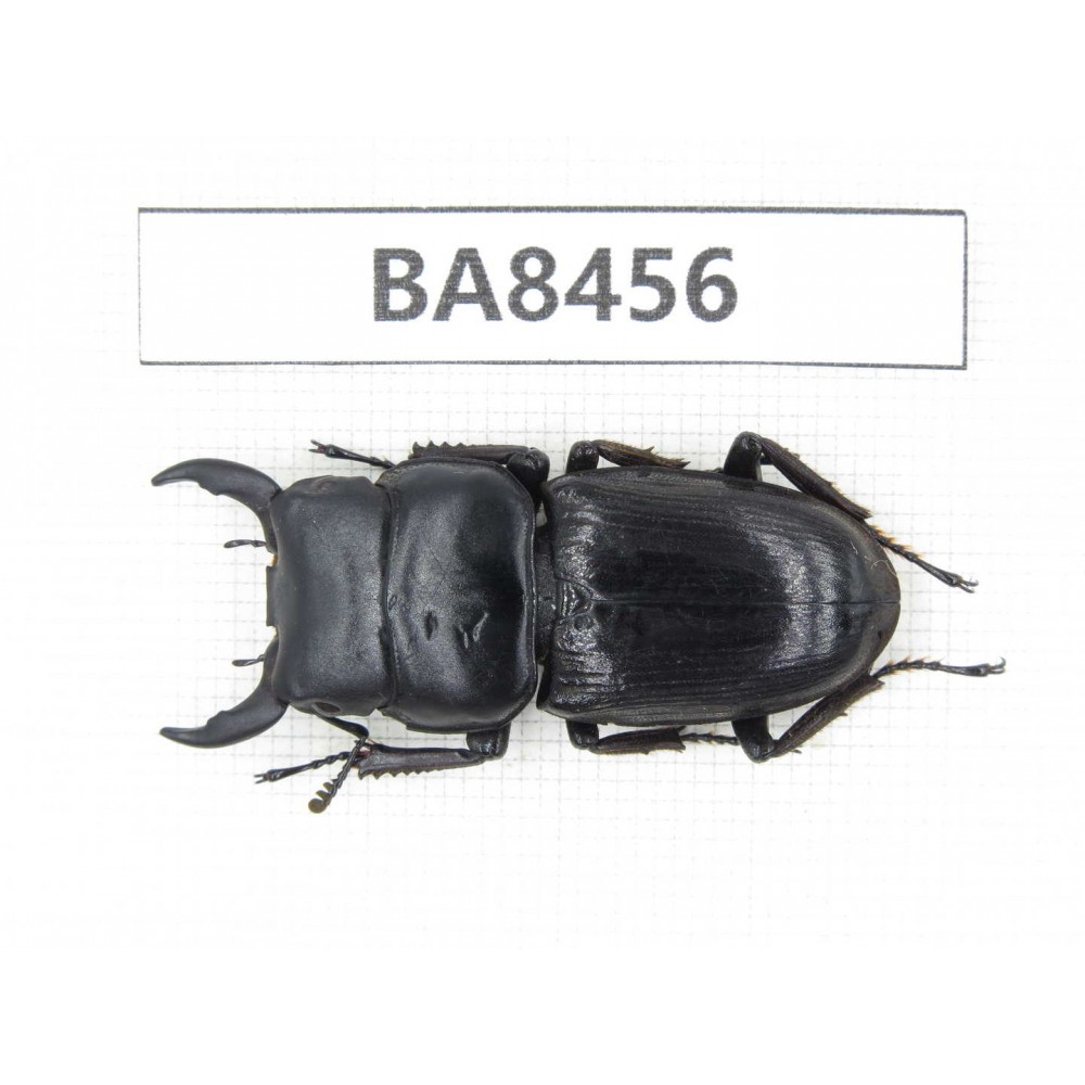 Dorcus sp. China, Yunnan, Honghe, Jinping county. 1M. BA8456.
