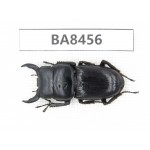 Dorcus sp. China, Yunnan, Honghe, Jinping county. 1M. BA8456.