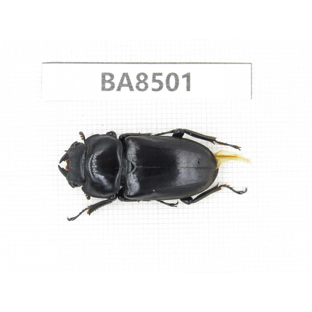 Dorcus sp. China, Tibet, Linzhi, Bomi county. 1F. BA8501.