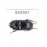 Dorcus sp. China, Tibet, Linzhi, Bomi county. 1F. BA8501.