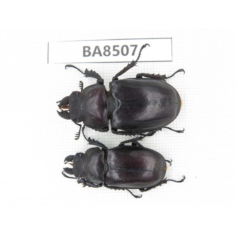 Lucanus sp. China, Tibet, Linzhi, Bomi county. 2F. BA8507.
